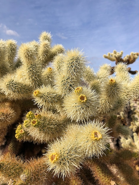 Free Photo | Cactus on the dry soil of the joshua tree national park, usa