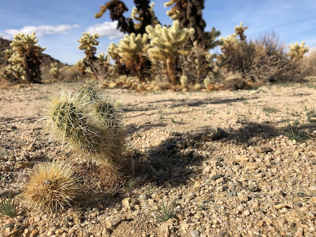 Free Photo Cactus On The Dry Soil Of The Joshua Tree National Park Usa