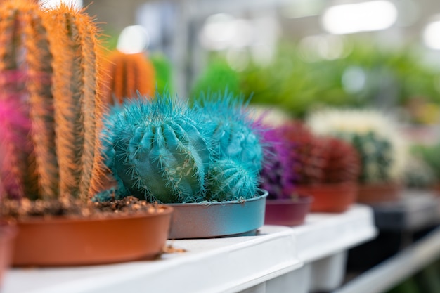 鮮やかなとげで成長する観葉植物のための小さな多肉植物の温室列の鉢のサボテン プレミアム写真