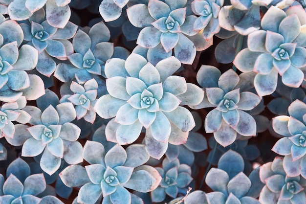 Cactus nature background, blue colored succulent texture. | Premium Photo