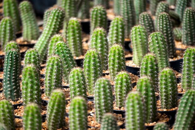茶色の砂と緑の植物パターンの背景にサボテン 無料の写真