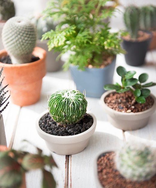 Cactus plant tree pot nature environmental conservation concept Free Photo