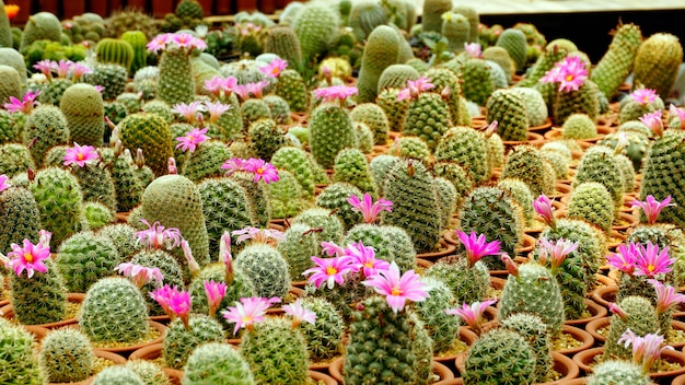 Premium Photo Cactus Plant Variety Species Inside The Nursery