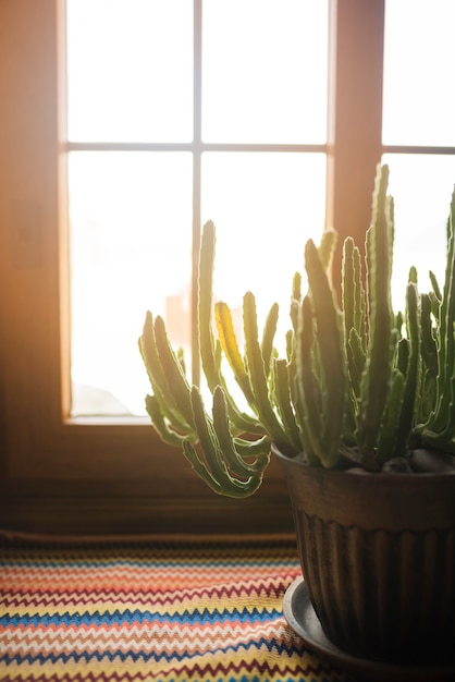 Cactus In Pot On Windowsill Free Photo