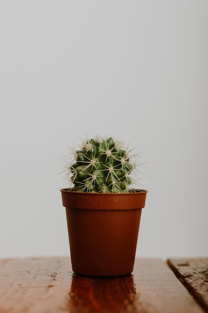 Premium Photo | Cactus in a pot