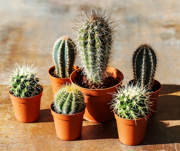 Free Photo  Cactus  in a pot 