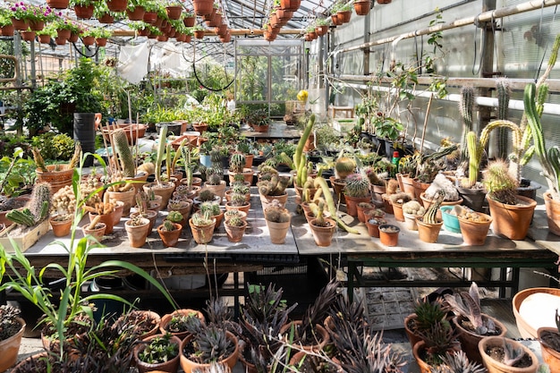 premium-photo-cactus-and-succulents-in-greenhouse-growing-in-pots-for