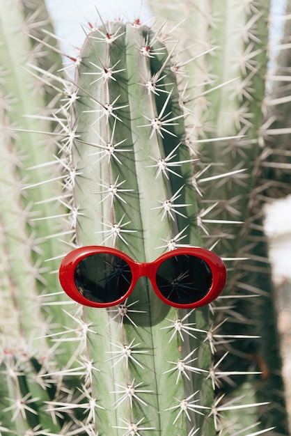 Premium Photo | Cactus in sunglasses on a light background