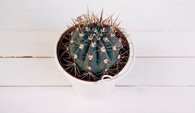 木製の机の上の白いバケツでサボテンのとげのある植物 無料の写真