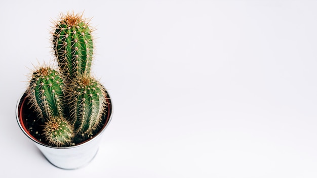 Cactus On A White Background 