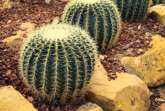 Cactus, widely cultivated as an ornamental plant. Premium Photo