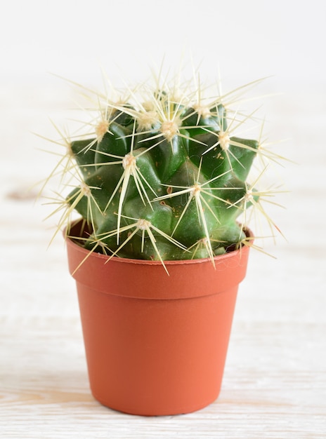 Cactus Premium Photo