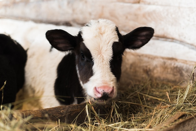 Premium Photo | Calf on the farm. a lot of hay