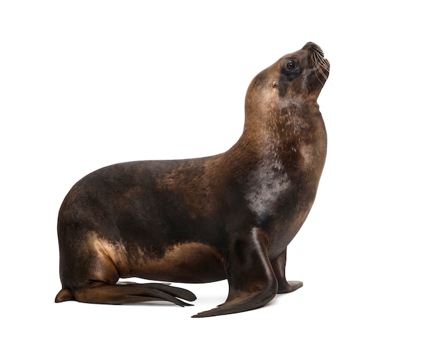 Premium Photo | California sea lion, 17 years old, looking up against ...