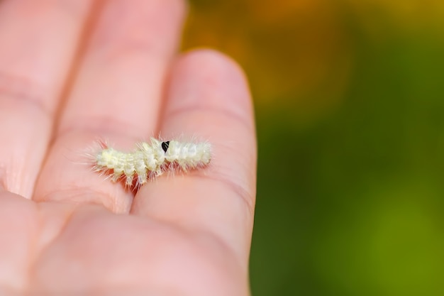 Callitearapudibunda毛むくじゃらのふわふわの毛虫を手に プレミアム写真