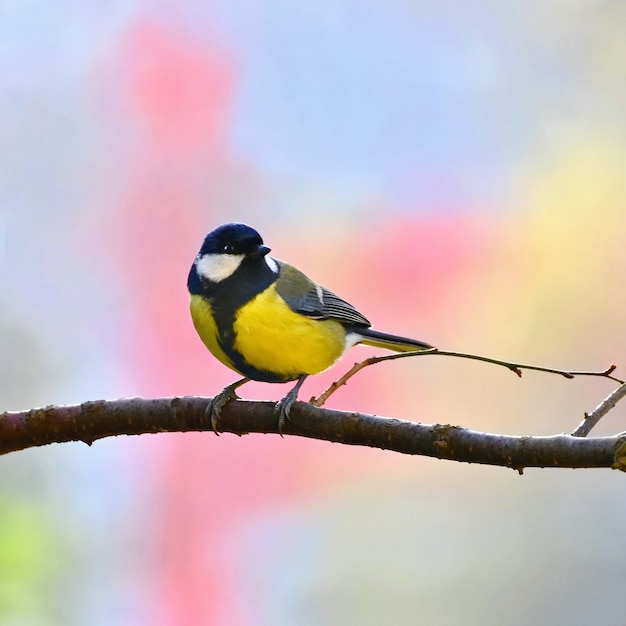 Calm Bird On A Branch Free Photo