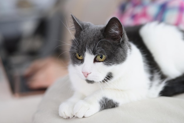 Premium Photo | Calm fluffy white and grey domestic cat chilling on sofa