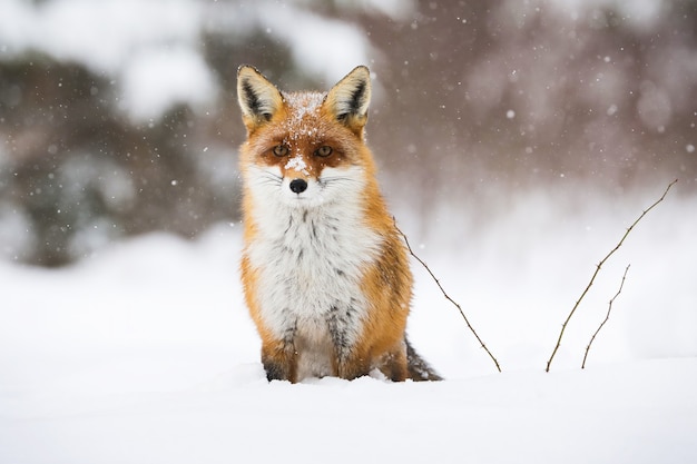 冬の雪の上に座っている穏やかな赤狐 プレミアム写真