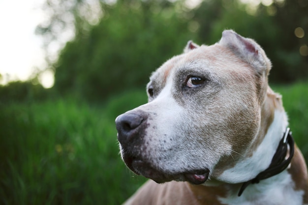 Premium Photo | Calm staffordshire terrier with brown and white fur ...