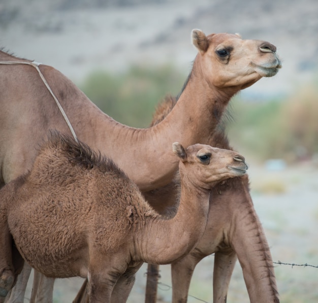 Premium Photo | Camel Baby With Mom