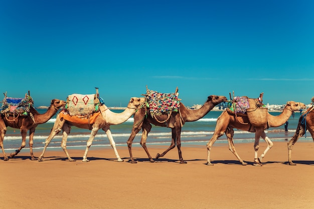 Camel caravan goes along the shore of the atlantic ocean. Premium Photo