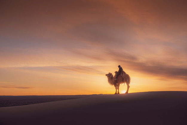 Premium Photo | Camel going through the sand dunes on sunrise, gobi ...