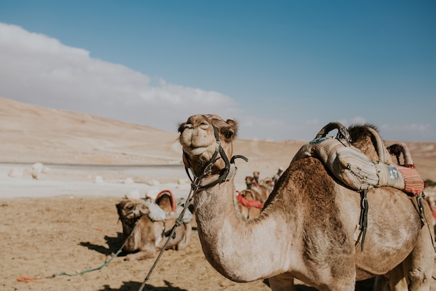 Camel on a leash for tourists in egypt Free Photo