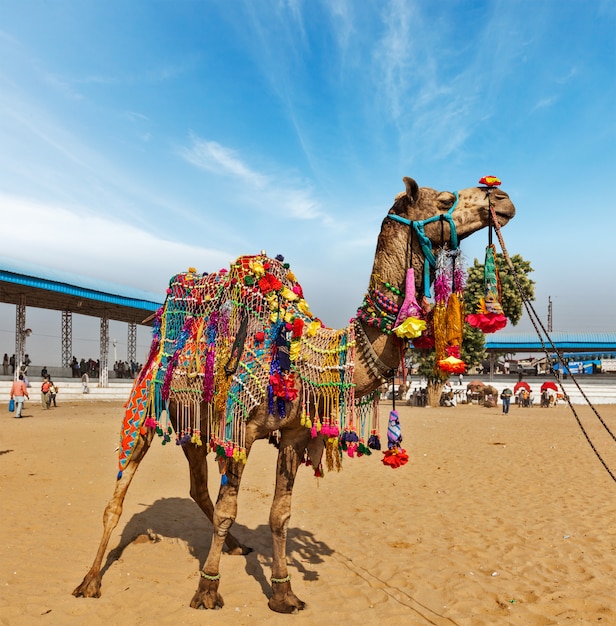 Premium Photo | Camel At Pushkar Mela (pushkar Camel Fair), India