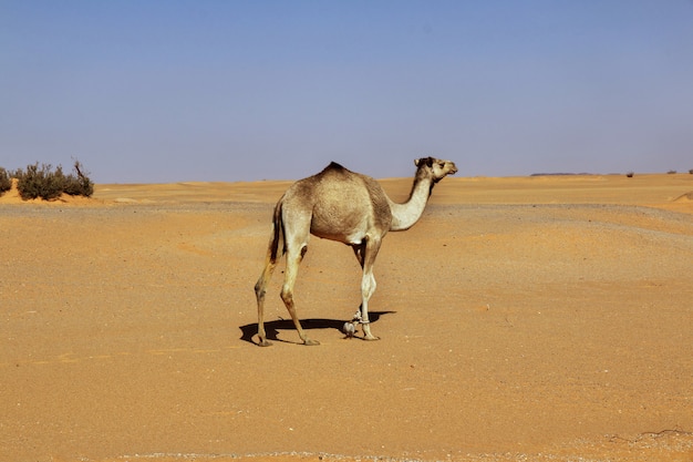 Premium Photo The Camel In Sahara Desert Of The Sudan