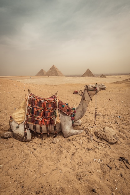 A camel with pyramids background in giza Premium Photo