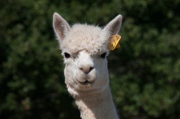 Premium Photo | Camelid alpaca fibre farm camelids beautiful