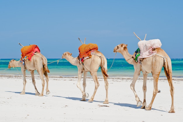 Camels by the ocean Premium Photo