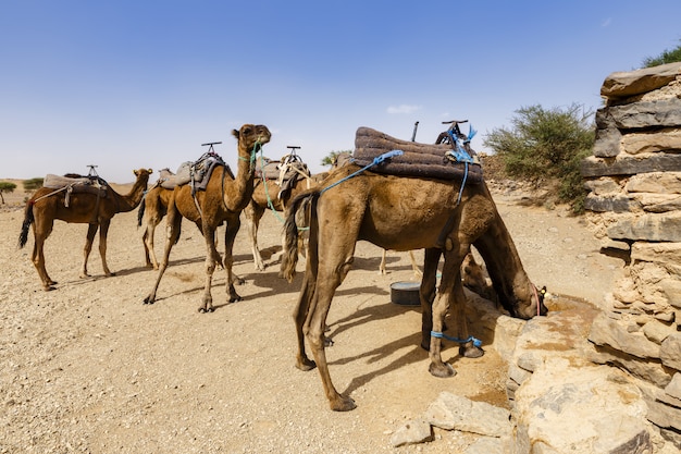 ラクダはモロッコのサハラ砂漠の井戸から水を飲む プレミアム写真