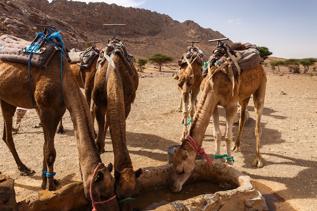 Premium Photo | Camels drink water from the well