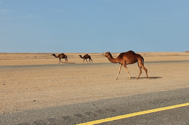 サウジアラビアの砂漠のラクダ プレミアム写真