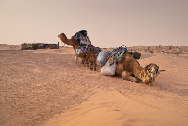 Premium Photo | Camels in the sahara desert