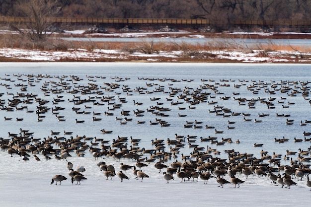 Premium Photo | Canada geese migration at barr lake state park, colorado.