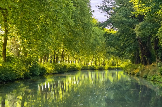 Premium Photo | Canal du midi, sycamore trees reflection in water ...