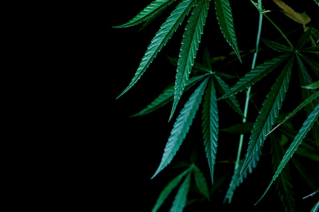 Premium Photo | Cannabis on a black background