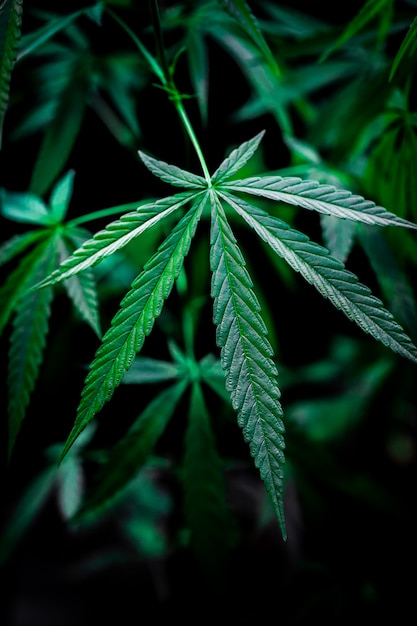 Premium Photo | Cannabis on a black background
