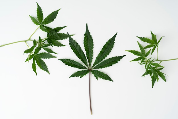 Листья сушенной конопли арест марихуана
