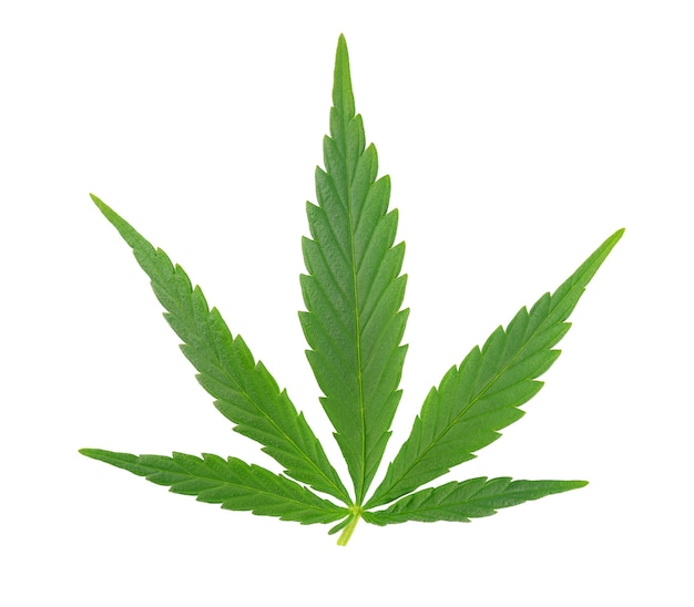 Белеют листья конопли к чему приводит ежедневное употребление марихуаны