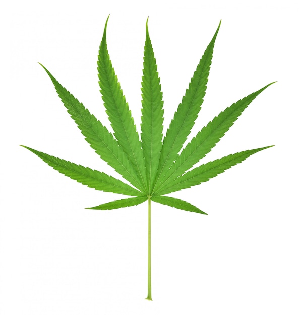 Листья марихуаны картинки марихуана научное исследование