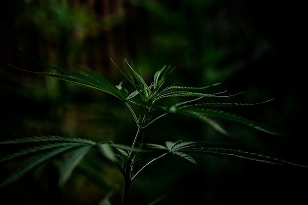 Конопля марихуана как вырастить ее tor browser зеркала gydra