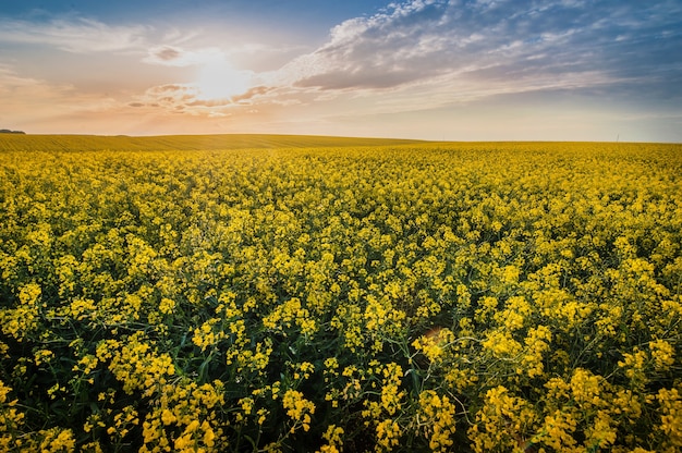 Premium Photo | Canola field during spring bloom season with setting ...