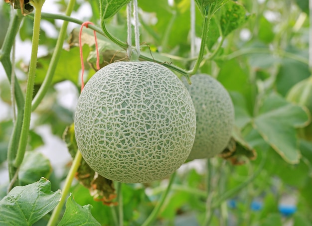 Premium Photo | Cantaloupe melon in greenhouse farm.