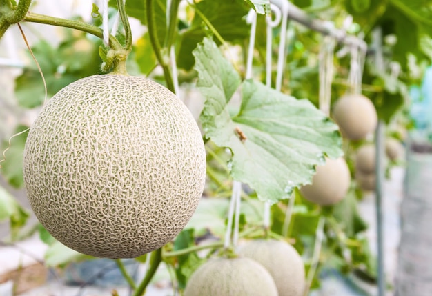 Premium Photo | Cantaloupe melons growing in a greenhouse supported by ...