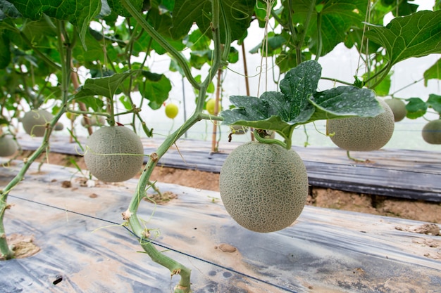 Premium Photo | Cantaloupe melons growing in a greenhouse supported by ...