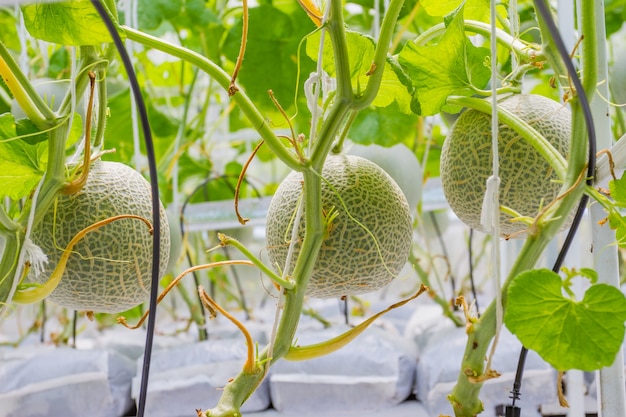 Premium Photo | Cantaloupe melons growing in a greenhouse