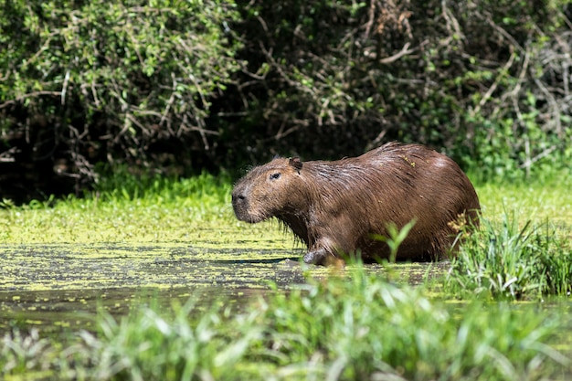 Premium Photo | Capibara entering a lake in the wild